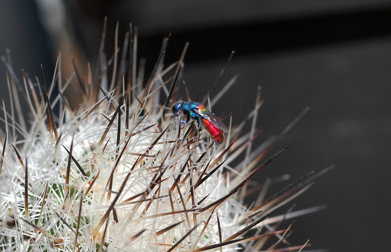 Chrysididae da identificare: Chrysis scutellaris